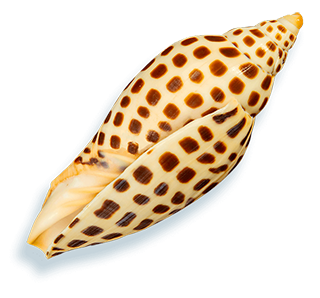 A seashell found on the beach at The Inns of Sanibel, Sanibel Island hotel